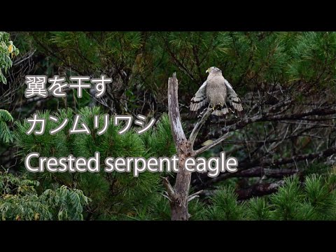 【翼を干す】カンムリワシ Crested serpent eagle