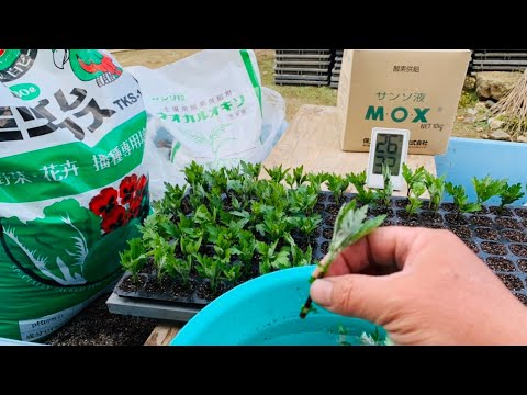 夏菊の挿し芽 挿し木 の増殖 パート2 5 14 Youtube