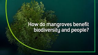 The Vital Role of Mangrove Ecosystems | Our Biodiversity by aramco 5,633,529 views 9 months ago 52 seconds