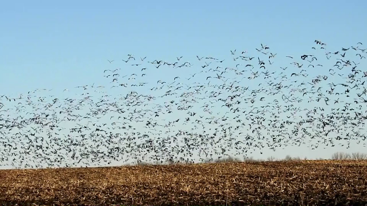 Central Iowa Huge Flocks Of Snow Geese Migrating Today March 1 2018 By 
