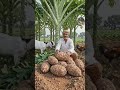 सूरन (ओल) की खेती कम लागत और कम समय में शानदार मुनाफा देने के साथ-साथ औषधीय गुणों से भी भरपूर है!