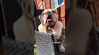 Sunny weather is the best weather  #viral #cute #dog #youtube