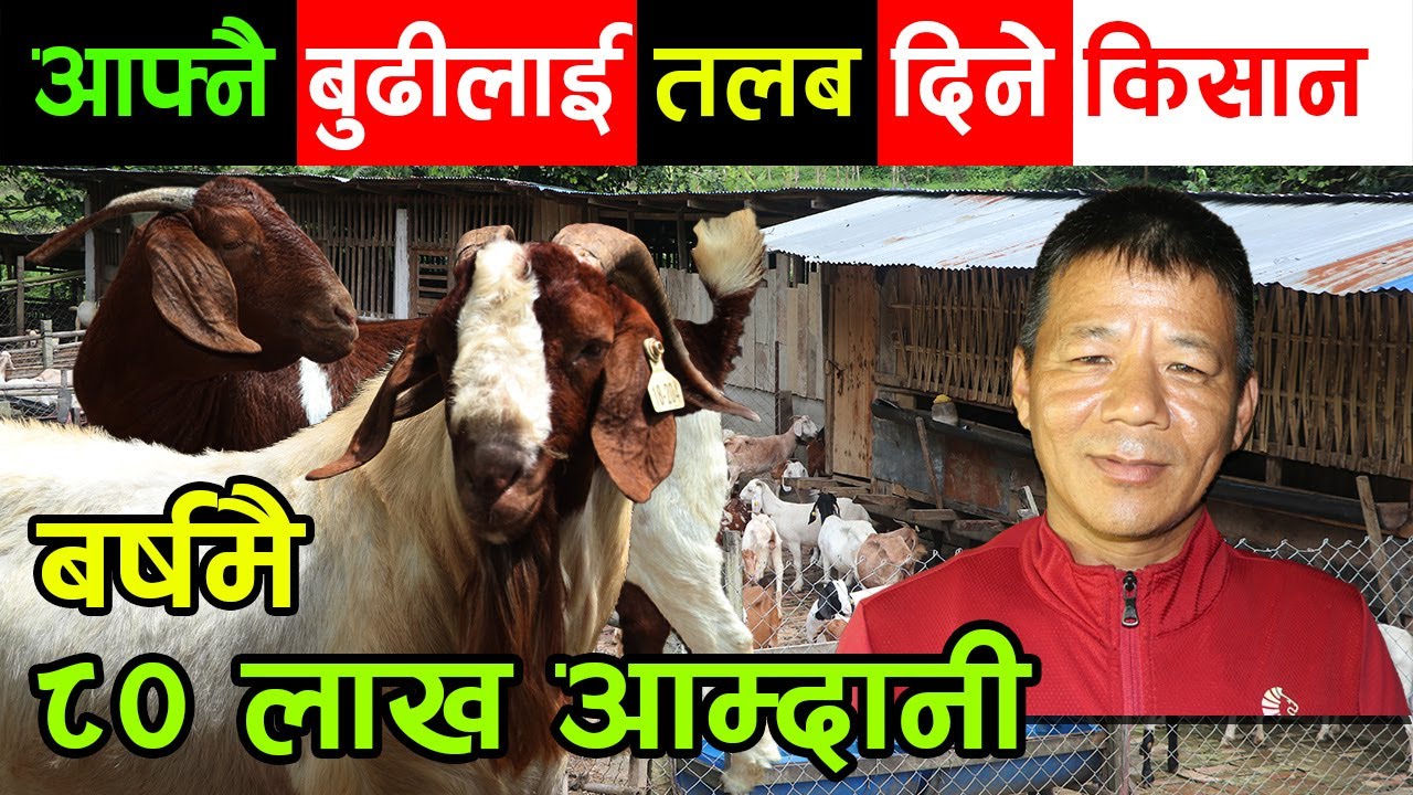 आफ्नै बुढी, छोराबुहारी र छोरीलाई तलब दिएरै काममा लगाउने किसान ! बर्षमै कमाउँछन् ८० लाख │Nepal Chitra