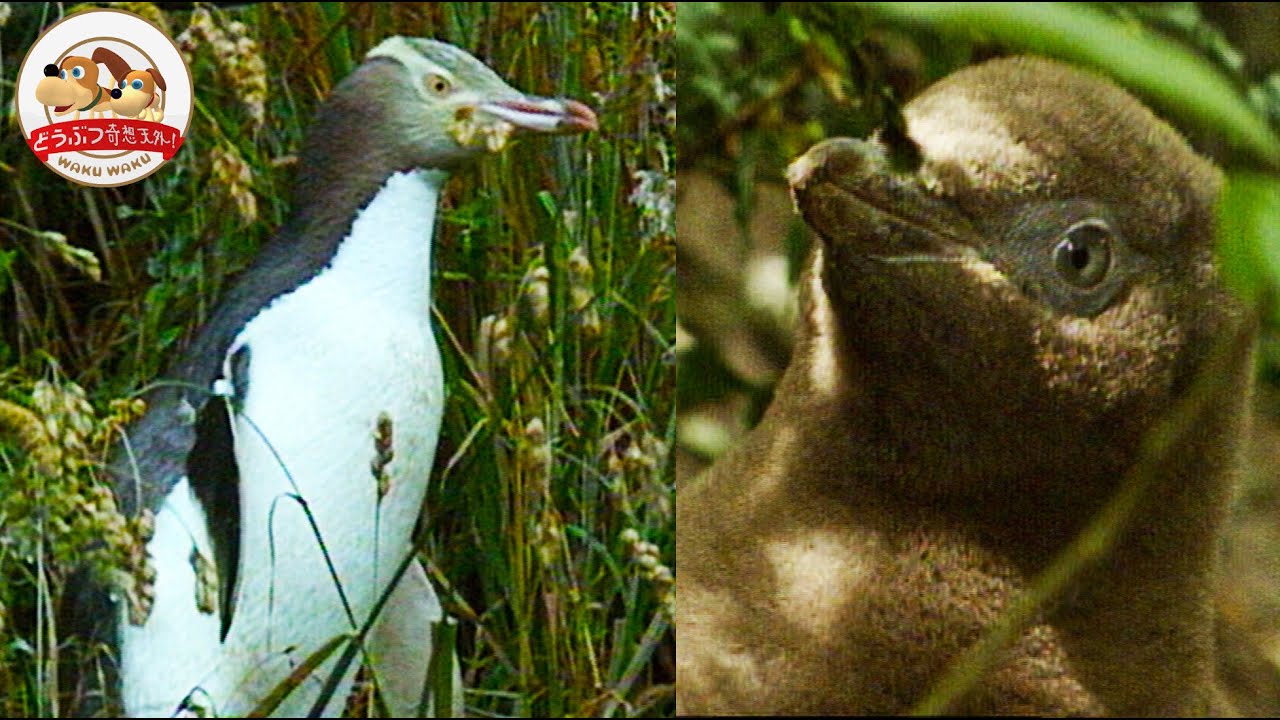 森に住む珍しいペンギン】キガシラペンギンを狙うオットセイとの 