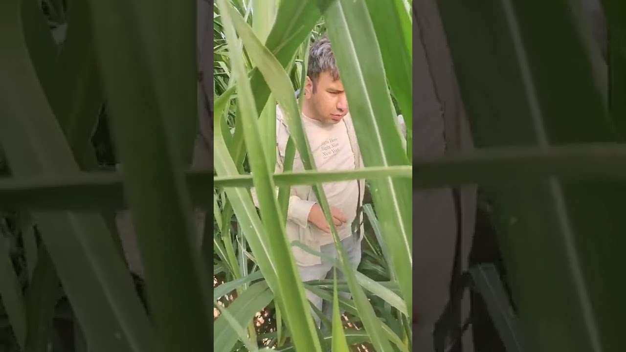 Maralfalfa ailesinin en gelişmiş türlerinden biri olan süper napier packhong 1