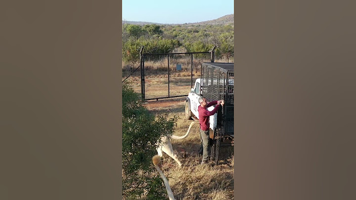Naughty WHITE LION Jumps on Car #lion #animal #wildlife