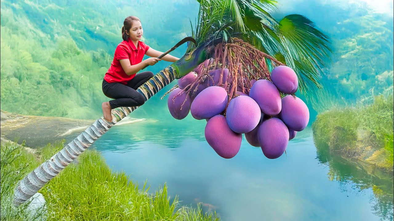 Harvesting 100kg Giant King Mango Goes To Market Sell | Oddly SATISFYING | Elsa Daily Life