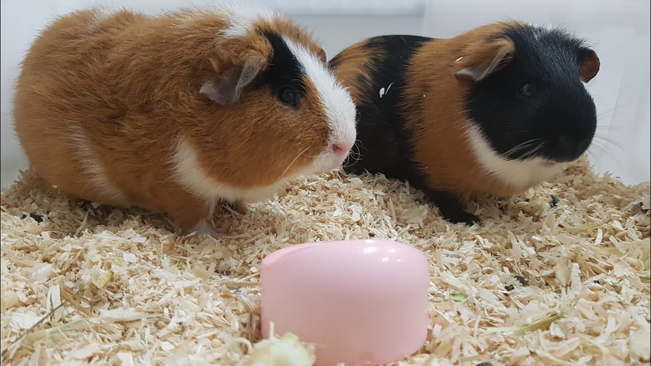 My Guinea Pigs Sharing Food YouTube