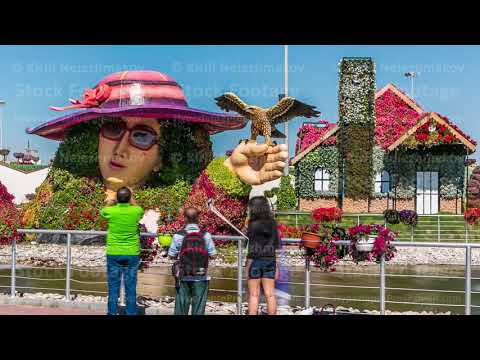 Dubai miracle garden timelapse with over 45 million flowers in a sunny day, United Arab Emirates