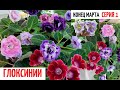 ЦВЕТЕНИЕ моих 🌹 ГЛОКСИНИЙ ☑️ на конец МАРТА