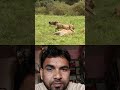Nitesh Kumar official lion and Hyena attack Ghost and animals