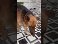 German Shepherd play time #germanshepheard #germanshepherd #dogshorts #doglife #doglove #shorts