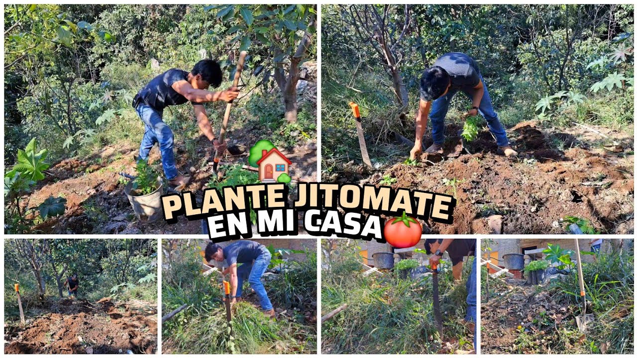 SEMBRE MI PROPIO JITOMATE 🍅Reutilizando el Agua Sucia 💧Vida de Campo 🤠