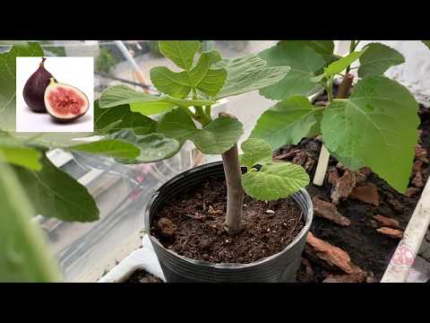 Video: Thông tin về Cây Vả Celeste - Cách Trồng Cây Vả Celeste trong Vườn