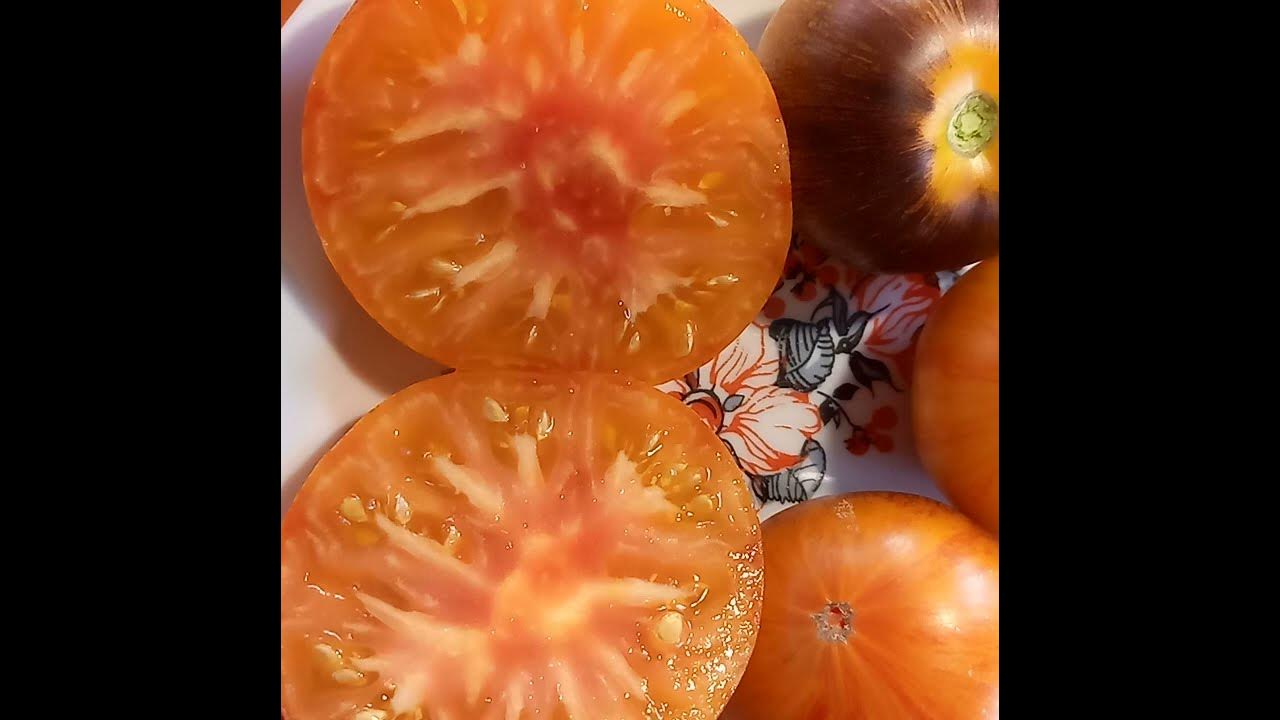 Alice's Dream Tomato With Darker Antho - YouTube