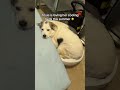 Orthopedic and cooling dog bed, a dogs dream summer bed