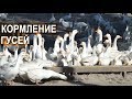 Кормление гусей в КФХ Павла Постевого. Гуси пасутся? Есть водный выгул? Рацион гусей.