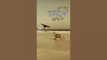 نمر و صقر 