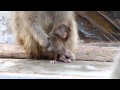 Japanese macaque baby boy named "Radian" : ニホンザルの赤ちゃん「ちょびっと過保護？」＠上野動物園 - DSCN4248