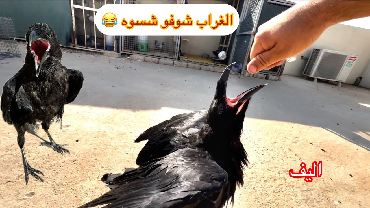 طيور كلهه بيضت وفرخات زواجل نضربن مرض شوفو غراب شنو سوه 😂😂