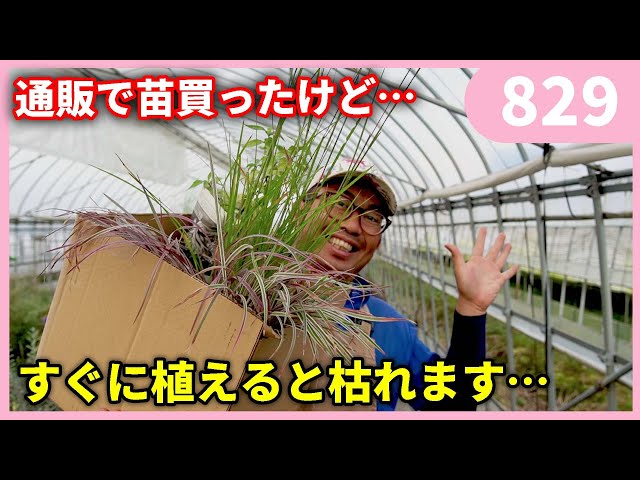 苗ご相談ページ Tips for managing seedlings purchased online without making