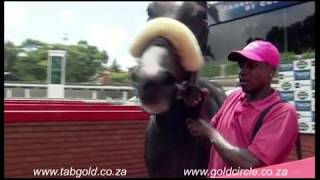 20180221 Greyville Race 1 won by ECCELLERATE