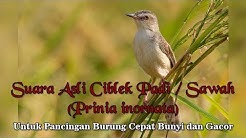 Suara Asli Burung Ciblek Sawah / Padi / Pari untuk Pancingan Burung Gacor (Prinia inornata)  - Durasi: 14:44. 