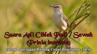 Suara Asli Burung Ciblek Sawah / Padi / Pari untuk Pancingan Burung Gacor (Prinia inornata)