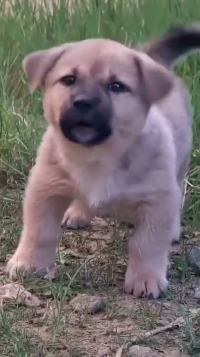 Chó Sủa, Chó cắn, chó 🐕 #chocon #chosua Gâu gâu