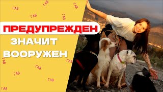 видео: КАК СОБАКЕ НАС ПОНЯТЬ: ВАЖНОЕ ПРАВИЛО В ДРЕССИРОВКЕ СОБАК, всё о предупреждении картинка: КАК СОБАКЕ НАС ПОНЯТЬ: ВАЖНОЕ ПРАВИЛО В ДРЕССИРОВКЕ СОБАК, всё о предупреждении