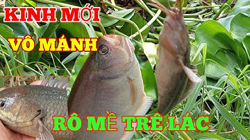 RÔ MỀ TRÊ THÁC LÁC VÔ MÁNH CÂU KINH MỚI |HQBL |T17