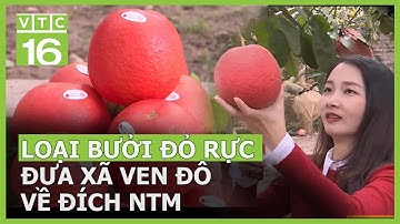 Loại bưởi đỏ rực đưa xã ven đô về đích nông thôn mới | VTC16