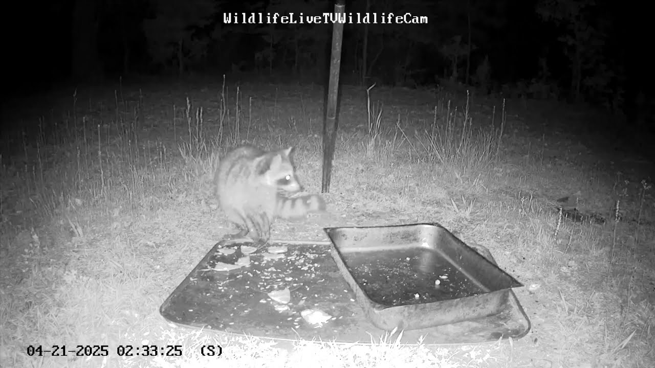 #Fox & #Raccoon #wildlifelivetv #wildlife #animals #wildanimals #animalbehavior #nature #animalwatch