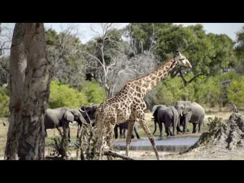 Belmond Safaris