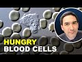 White Blood Cells (Lecocytes) crawl around in your body and keep you healthy. 🔬 189