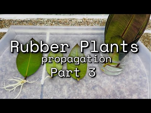 Video: Rubberboomplanten voor buiten - Kun je buiten rubberplanten kweken