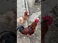 Brave Conversation with rooster, ofcourse behind the fences. 😂