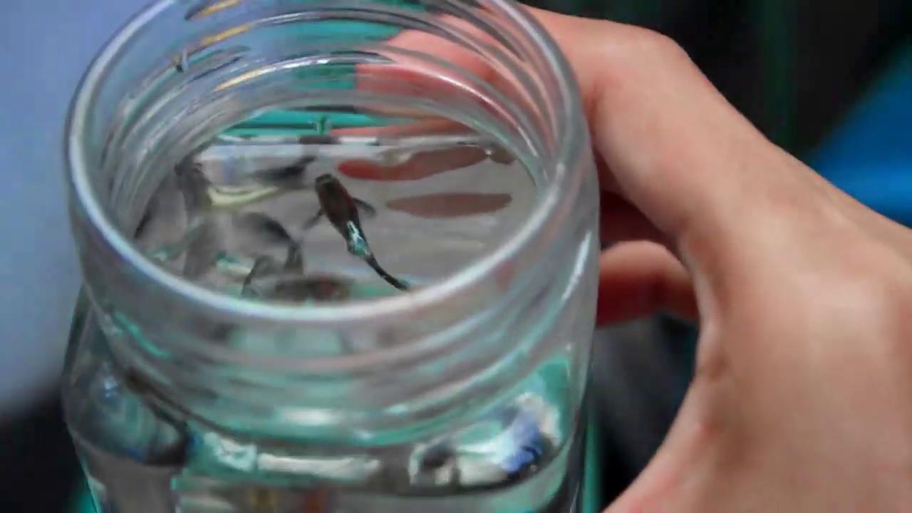 CHOPSUEY GUPPY (colorful guppy) YouTube