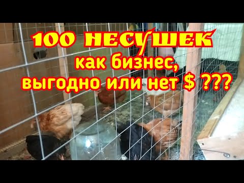 100 несушек как бизнес, выгодно или нет.