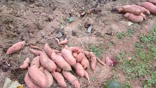 Digging for gold! Sweet Potato Harvest 2023 Foothills of Appalachia ⭐please like and subscribe ⭐