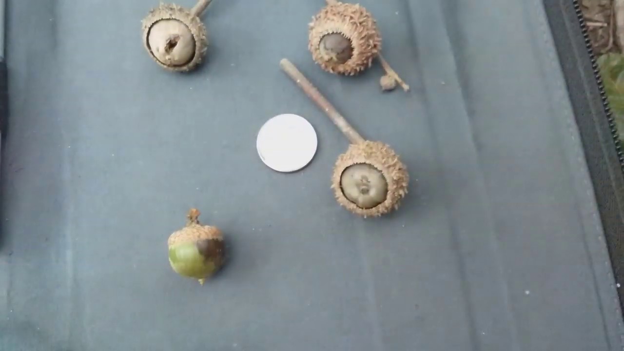 Swamp White Oak acorns YouTube