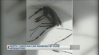 Monster mosquitoes NC