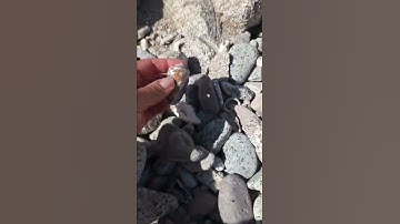 Found beautiful perfect purple cone!! 🐚🐚🐚🐚🐚#seaofcortez #seashell #found #purpleocean #ocean