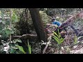 Dangerous tree cutting// dangerous leaning tree in domino effect felling// Chainsaw machine
