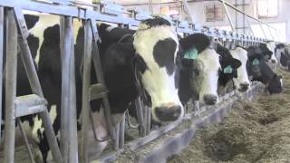 Robotic milking machines give dairy farms a helping hand