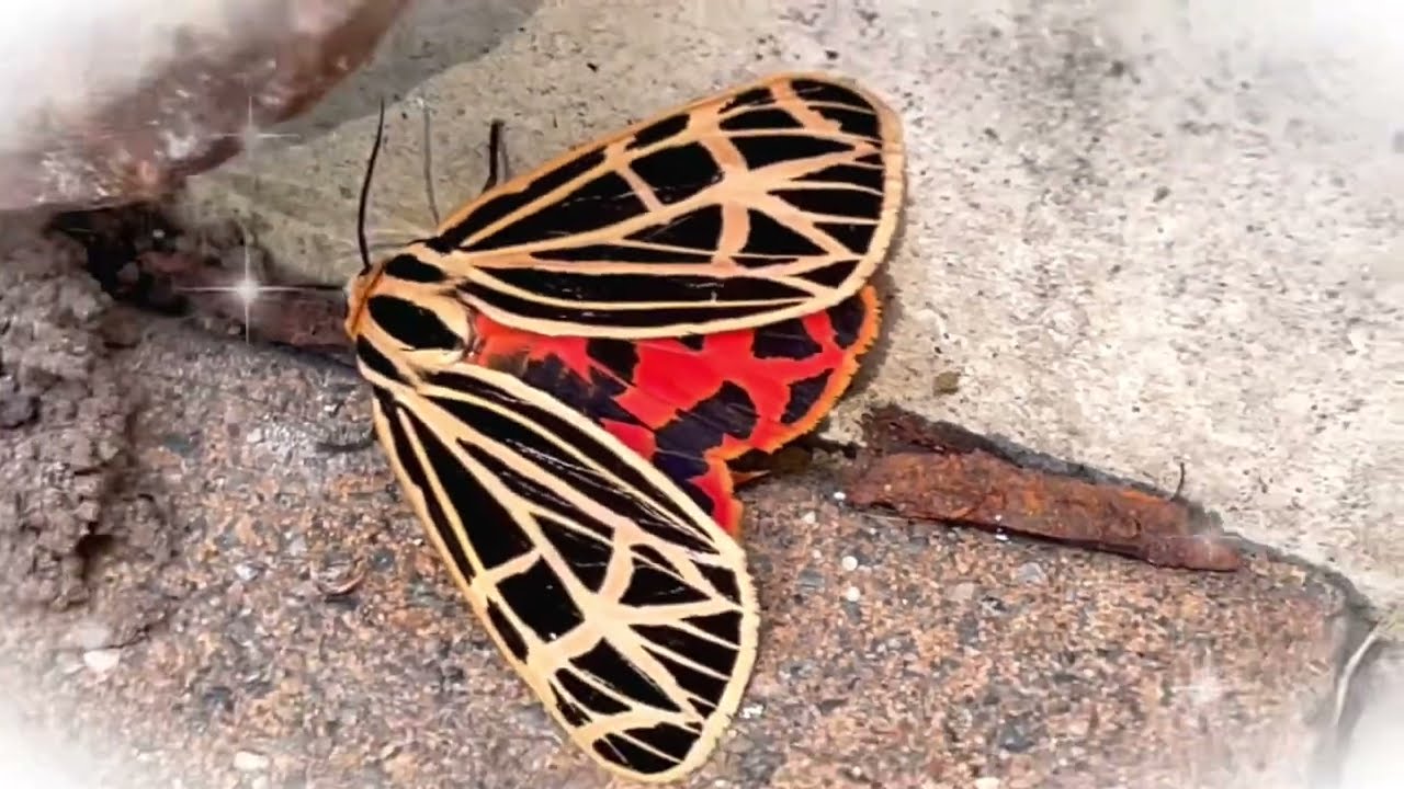 COLORFUL VIRGIN TIGER MOTH ||  Backyard Zoo ​⁠