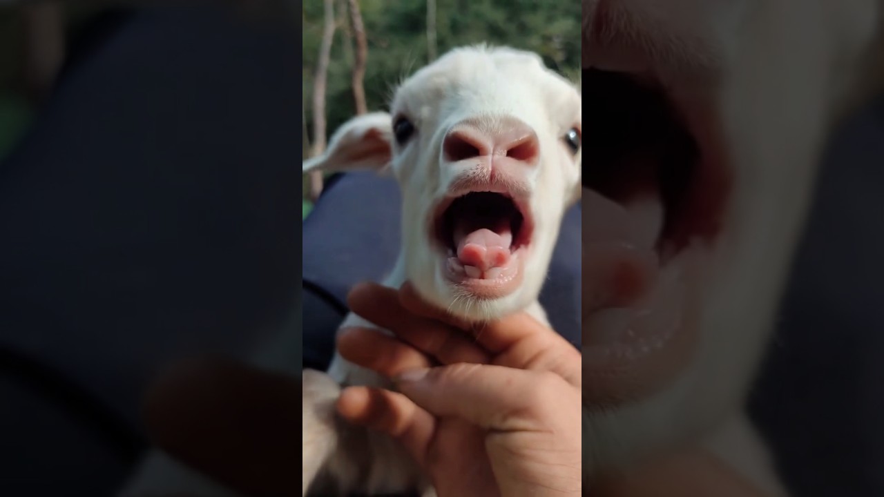 Goat Kid Is Calling 