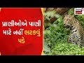 Panchmahal News :  પ્રાણીઓએ પાણી માટે  નહીં ભટકવું પડે | Wild Life | Gujarati Samachar | News18