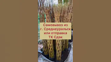 ПЛЕТЁНЫЕ ДЕРЕВЬЯ ИЗ ИВЫ
