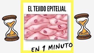 Epithelial Tissue in 1 minute